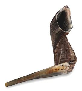 שופר גודל 7 50-55 ס"מ